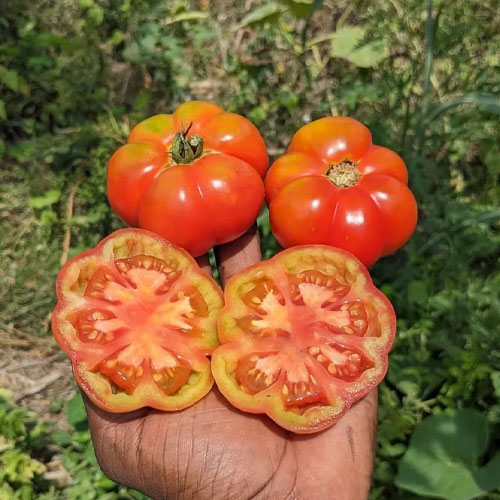 Polur Ribbed Tomato Seeds