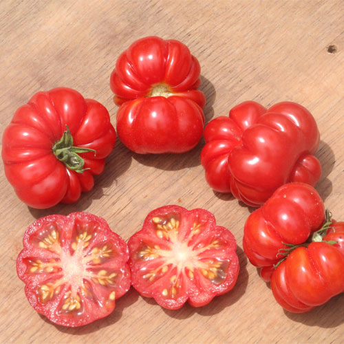 Trefle du Togo Tomato Seeds