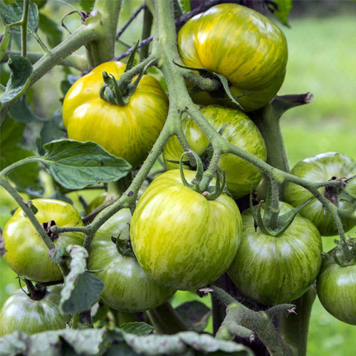 Green Zebra Tomato Seeds