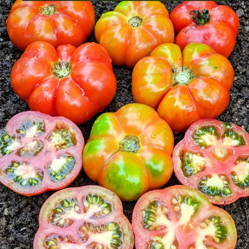 Polur Ribbed Tomato Seeds