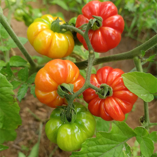 Trefle du Togo Tomato Seeds