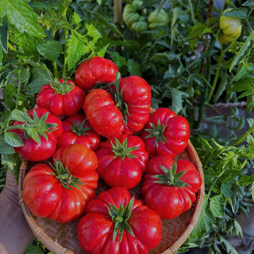 Costoluto Fiorentino Tomato Beefsteak Seeds