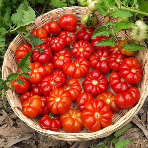 Trefle du Togo Tomato Seeds