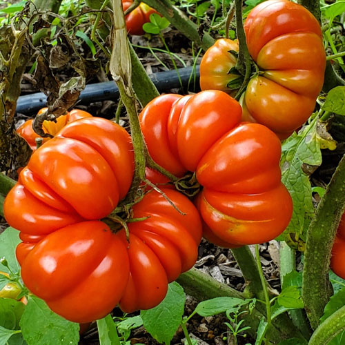 Costoluto Fiorentino Tomato Beefsteak Seeds