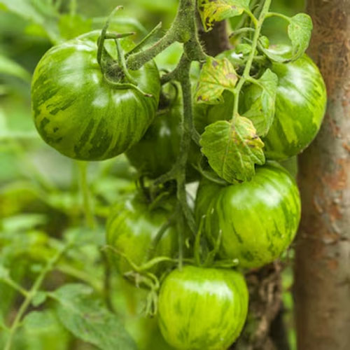 Green Zebra Tomato Seeds
