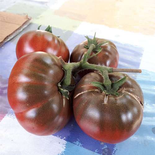 Large Barred Boar Tomato Seeds