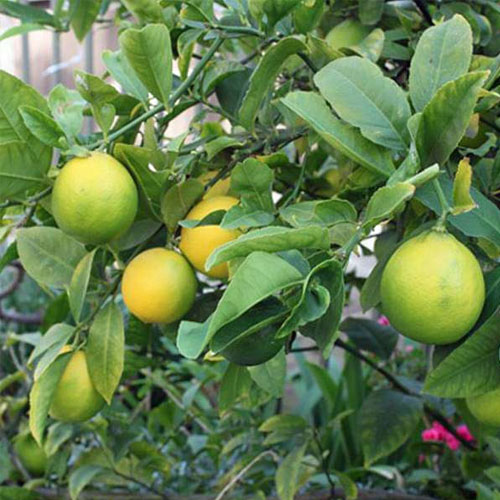 Lemon Seeds