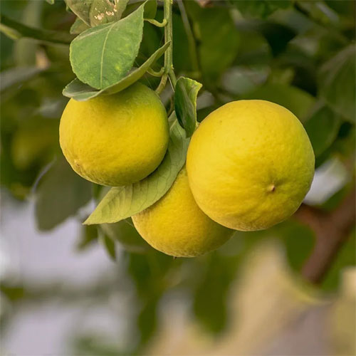 Lemon Seeds