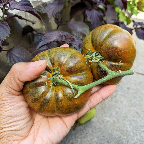 Large Barred Boar Tomato Seeds