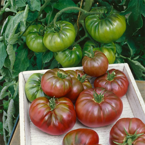 Tomato Purple Calabash Seeds