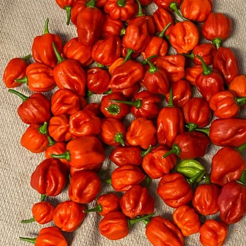 Scotch Bonnet Red Pepper Chilli Seeds