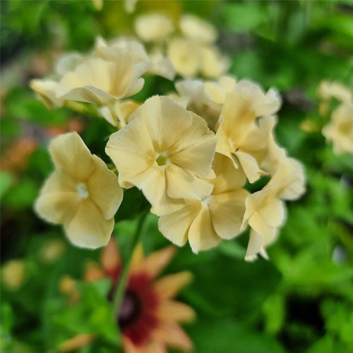 Phlox Yellow Beauty Dwarf Seeds
