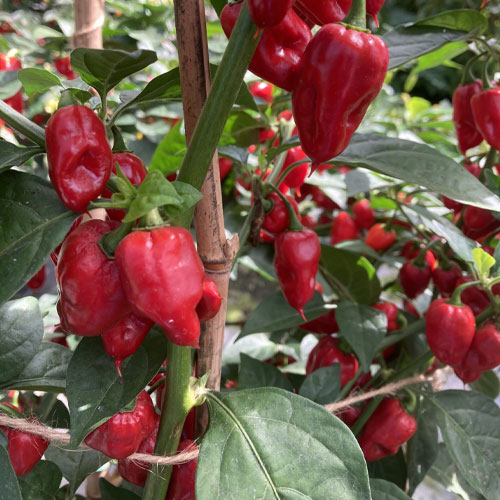 Scotch Bonnet Red Pepper Chilli Seeds