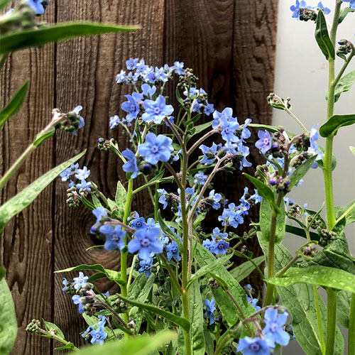 Chinese Forget-Me-Not Cynoglossum amabile Flower Seeds