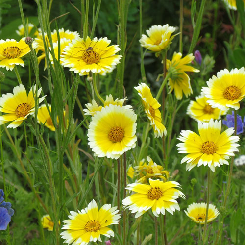 Tidy Tips Layia Platyglossa Flower Seeds