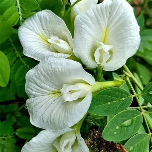 Aparajitha White Butterfly Pea Flower Seeds