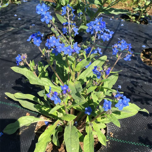 Chinese Forget-Me-Not Cynoglossum amabile Flower Seeds