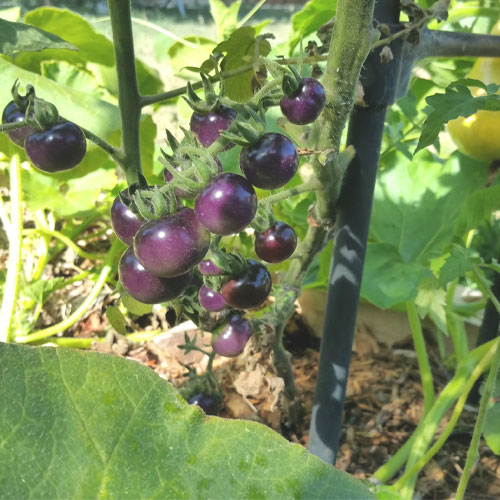 Blue Berry Cherry Tomato Seeds