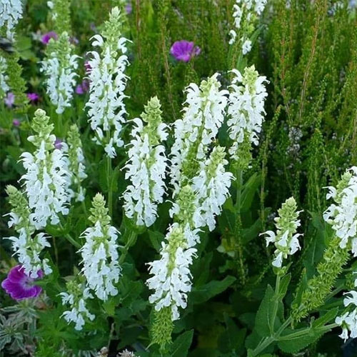 Salvia White Flower Seeds
