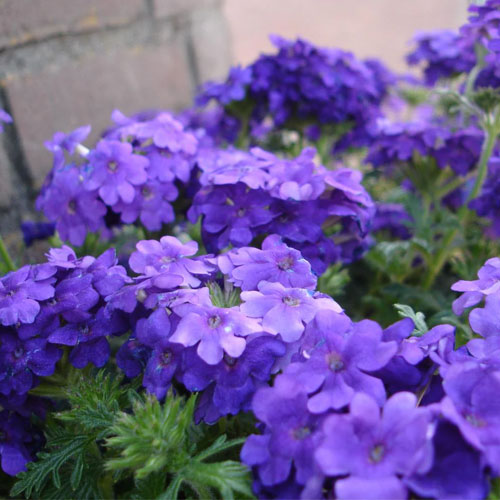 Verbena Ideal Blue Flower Seeds
