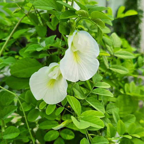 Aparajitha White Butterfly Pea Flower Seeds
