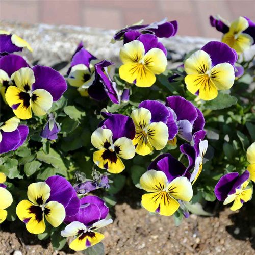 Pansy Johnny Jump Up Flower Seeds