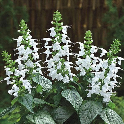 Salvia White Flower Seeds