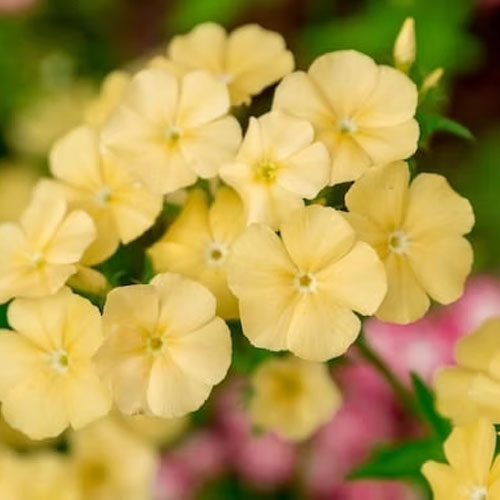 Phlox Yellow Beauty Dwarf Seeds
