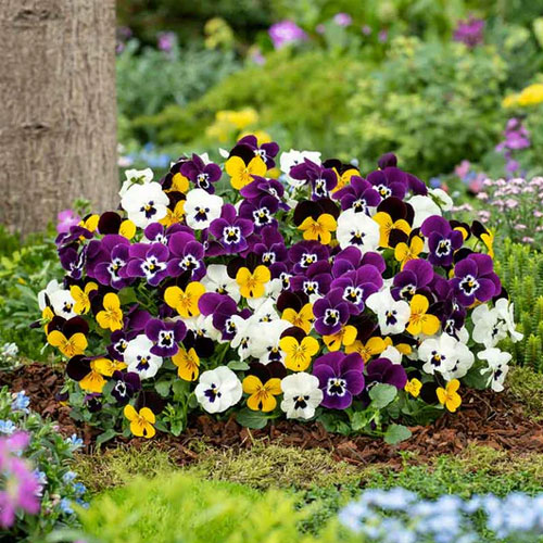 Pansy Johnny Jump Up Flower Seeds