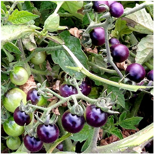 Blue Berry Cherry Tomato Seeds