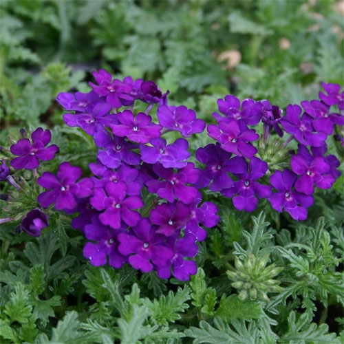 Verbena Ideal Blue Flower Seeds