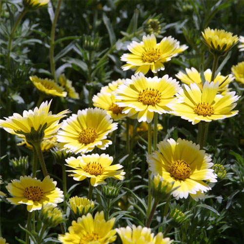 Tidy Tips Layia Platyglossa Flower Seeds