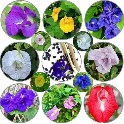 Aparajitha Butterfly Pea Mix Flower Seeds