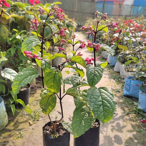 Red Bleeding Heart Vine Live Plant
