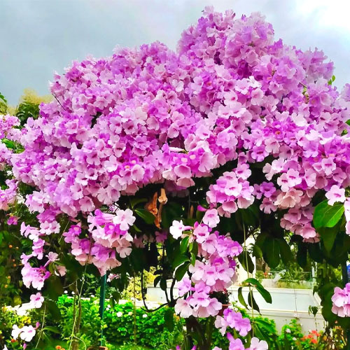 Garlic Vine Flowering Creeper Live Plant