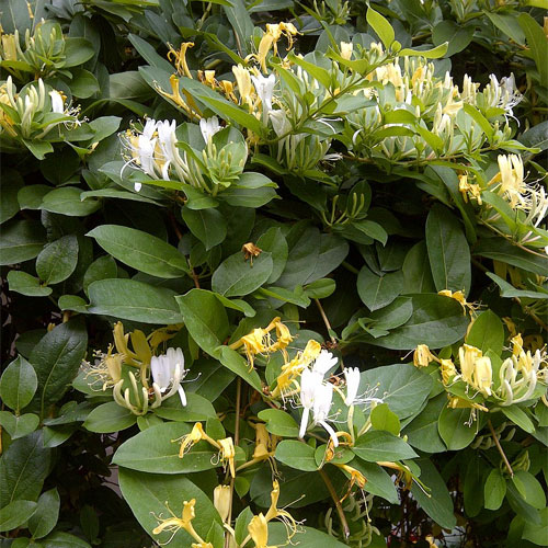 Honeysuckle Flowering Creeper Live Plant