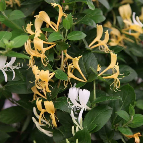 Honeysuckle Flowering Creeper Live Plant
