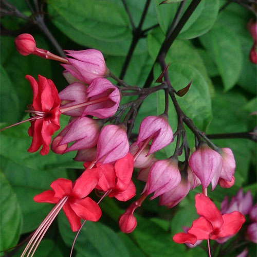 Red Bleeding Heart Vine Live Plant