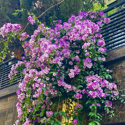 Garlic Vine Flowering Creeper Live Plant