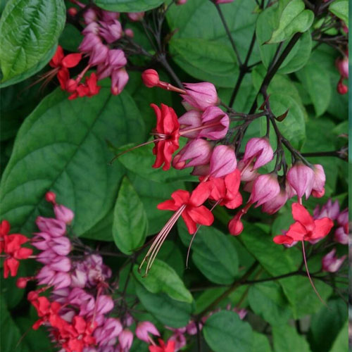 Red Bleeding Heart Vine Live Plant