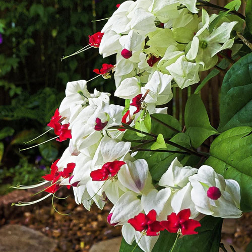 White Bleeding Heart Vine Live Plant