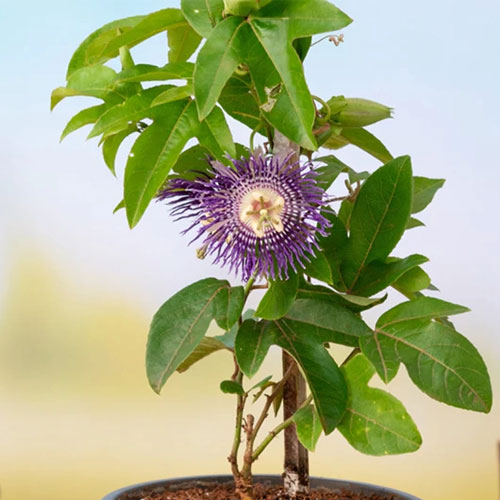 Krishna Kamal Passion Flower Vine Live Plant