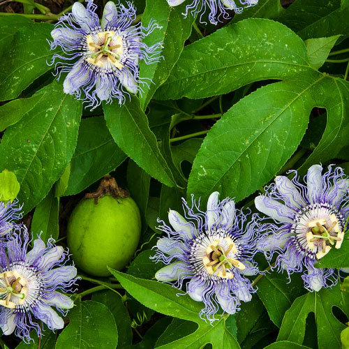Krishna Kamal Passion Flower Vine Live Plant