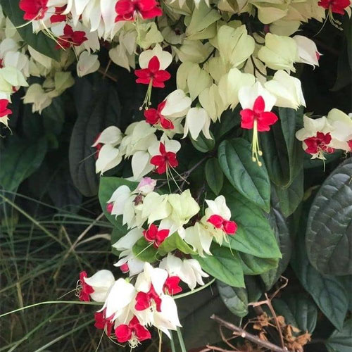 White Bleeding Heart Vine Live Plant