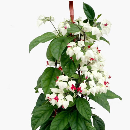 White Bleeding Heart Vine Live Plant