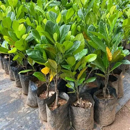 Jackfruit Chembarathi Varikka Budded Live Plant