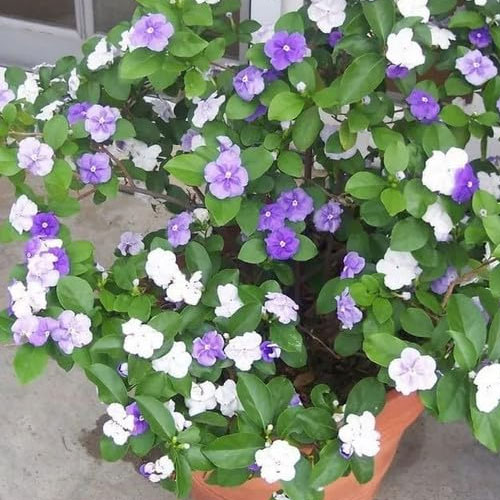 Yesterday Today Tomorrow Plant