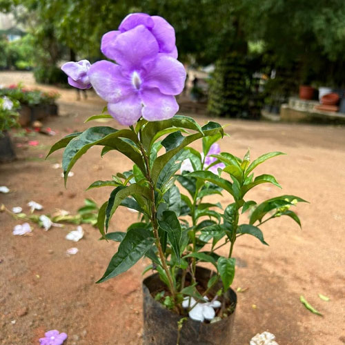 Yesterday Today Tomorrow Plant