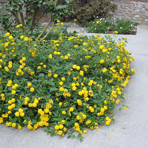 Lantana Yellow Dwarf Bush Live Plant