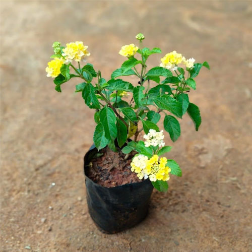 Lantana Yellow Dwarf Bush Live Plant